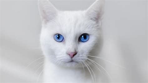 Cat Blue Eyes Wallpaper