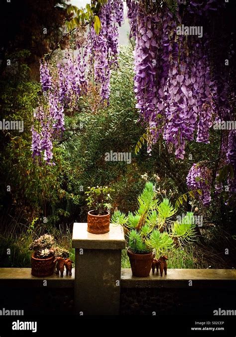 Wisteria Blooms Hi Res Stock Photography And Images Alamy