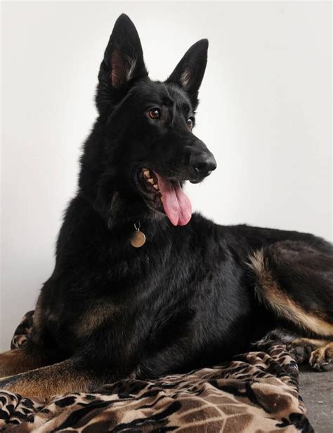 All Black King German Shepherd Animal Lover