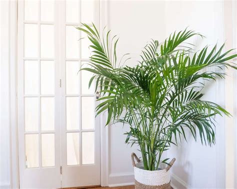 Houseplants That Love The Sun In 2020 Indoor Palm Trees Indoor Palms