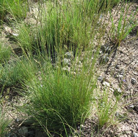 Stevenson Intermountain Seed Festuca Trachyphyllahard Fescue