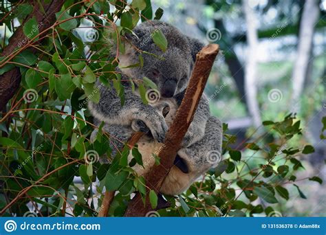 Cute Koala Sleep On A Tree Branch Eucalyptus Stock Photo
