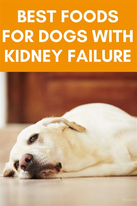 Kindey tumors are small in the initial stages, and show no early signs and symptoms. Kidney Cancer Symptoms In Dogs - kidausx