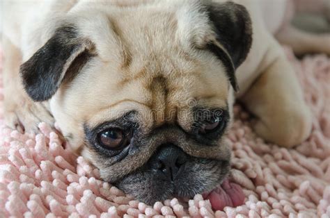 Funny Sleepy Pug Dog Sleep Rest On Floor Stock Image Image Of Playing