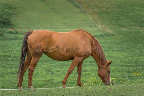 Brown Horse Eating Grass On Farming Field Green Meadow In Background