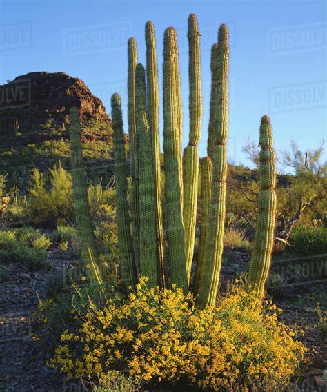 Usa Arizona Organ Pipe Cactus In Organ Pipe Cactus National Monument