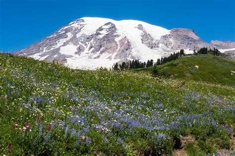 Snowy Mountain Peak And Field Of Wildflowers Photograph By Denise Lett