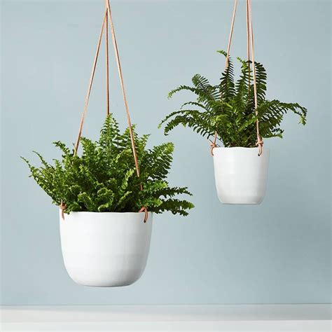Best Plants For Hanging Planters Popsugar Home Uk
