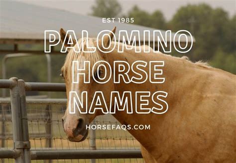 What is the best unique name. Palomino Horse Names (The Best Cool & Unique Names ...