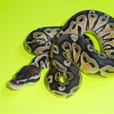 Pastel Het Red Axanthic Ball Python Hatchling