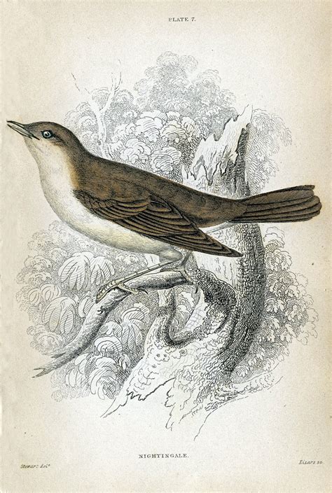 Antique Clip Art Brown Bird Nightingale The Graphics Fairy