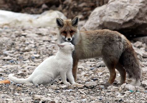 Unusual Animal Friendships That Will Melt Your Heart