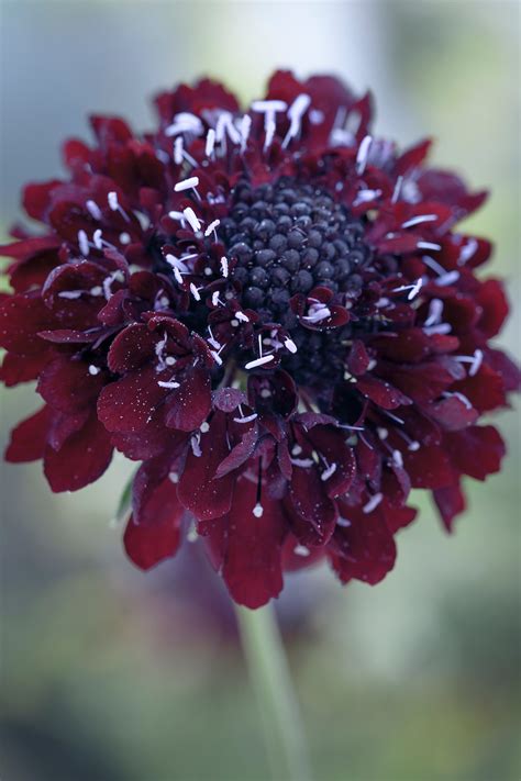 Scabiosa Atropurpurea Black Knight Seeds £225 From Chiltern Seeds