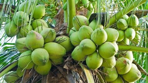 makalah tentang pengolahan  manfaat buah kelapa jawara makalah