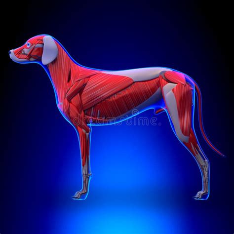 Dog Muscles Anatomy Muscular System Of The Dog Stock Illustration