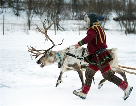 Arctic Norway In Pictures Life In Norway In 2020 Sami Reindeer