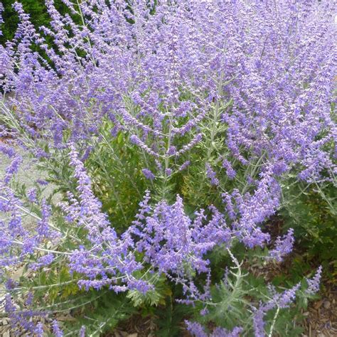 Narrow Leaf Purple Lavender Seeds Perennial Herbs Planting Potted