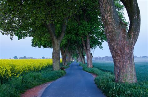 Roads Fields Trees Trunk Tree Nature Wallpapers Hd Desktop And