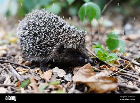Little Lonely Hedgehog In The Forest Sharp Spiny Hedgehog Thorns In