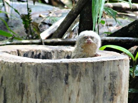 G1 Menor Primata Das Américas é Encontrado Em Rondônia Notícias Em
