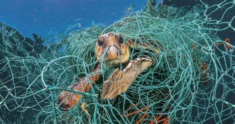 Heartbreaking Photos Of Plastics Devastating Impact On Sea Creatures