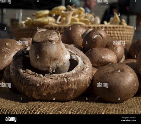 Crimini Mushroom Is One Of The Many Varieties Displayed By To Jo Mushroom Marketing Director