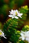 List of vascular plants of norfolk island. New Zealand Bluebell flower Rimu-roa (Wahlenbergia ...