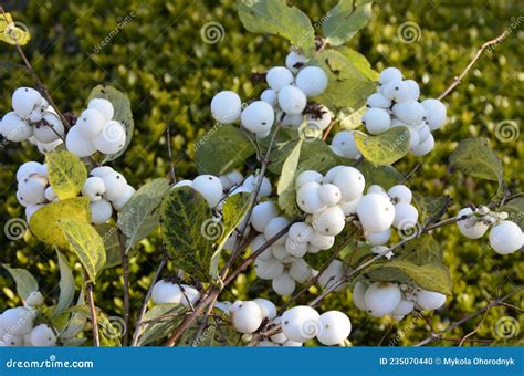 Branch With Berries Of Snowberry In The Garden Closeup Stock Photo