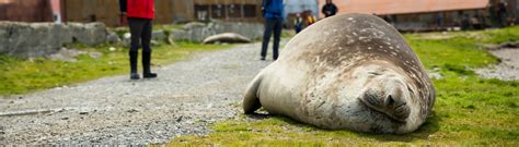 Wildlife Fact File Elephant Seal Aurora Expeditions