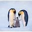An Emperor Penguin Family Welcoming Their Newborn Chick Antarctica 