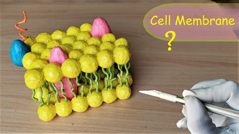 How To Make Cell Membrane Model Diy Project Youtube