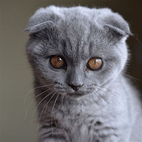 A Grand Tour Of Scottish Fold Kittens Catster