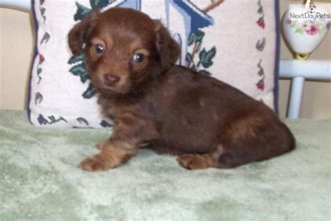 Yes for real last monday panthera blessed us with 15 puppies. Meet Prince Eric a cute Dachshund puppy for sale for $499. Little Eric... Want A Real Live ...