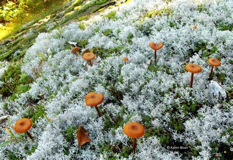 Orange Mushrooms In The Moss Wallflowerstudioseeds