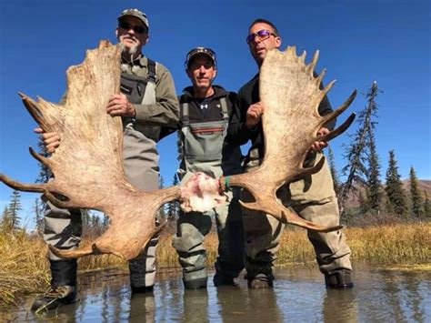 Best Alaska Yukon Moose Hunts Top Moose Outfitters And Trips