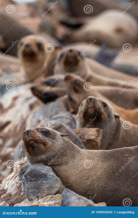 Cape Cross Seal Colony At The Cape Cross Seal Reserve Stock Image