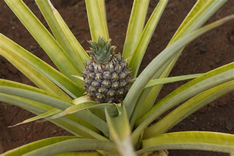 Garden Variety Belles How To Grow A Pineapple From The Crown