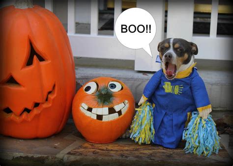 Funny Halloween Pictures Images And Pics Free Download