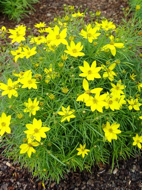 Identification of flowers is based on the overall identification of the plant. Garden Housecalls - Coreopsis 'Zagreb'