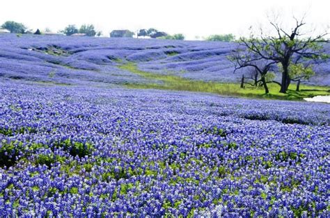 Bluebonnets Oh How Does Your Garden Grow Pinterest Beautiful Things Most Beautiful And Fields