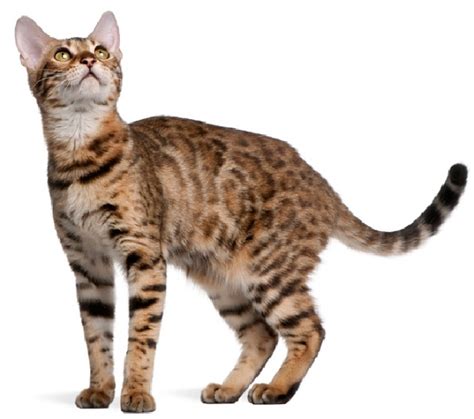The Bengal Cat Cat Breeds Encyclopedia