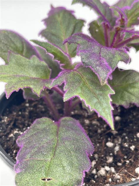 Flame Violet Velvetplant Gynura Aurantiaca Purple Velvet Plant In 4