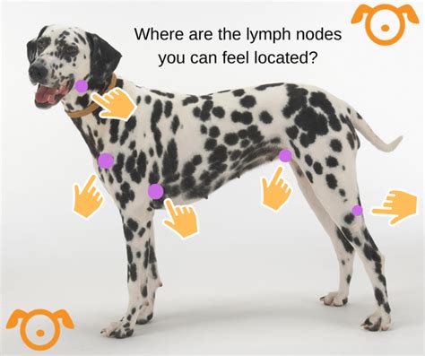 Where Are Lymph Nodes In Dogs Located