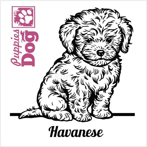 Havanese Puppy Sitting Drawing By Hand Sketch Engraving Style Black