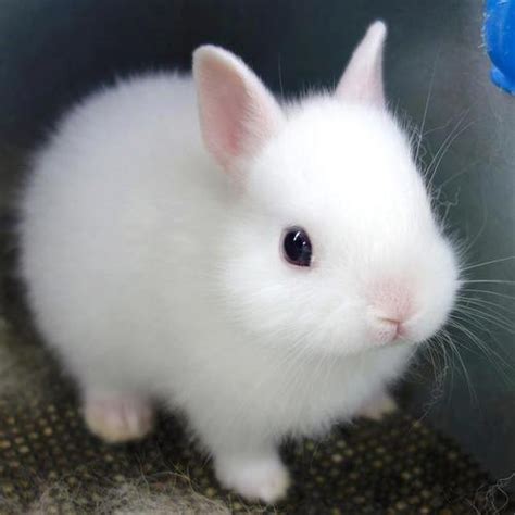 The netherland dwarf rabbit is one of the most popular rabbit breed in the world. Netherlands Dwarf Rabbit: traits and pictures