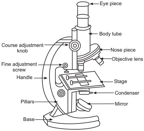 Compound Microscope Parts Labeled Diagram And Their F Vrogue Co