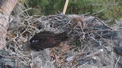Savannah Osprey Cam ~ Scarlet Lays The 4th Egg Of 2020 March 16 2020 Youtube