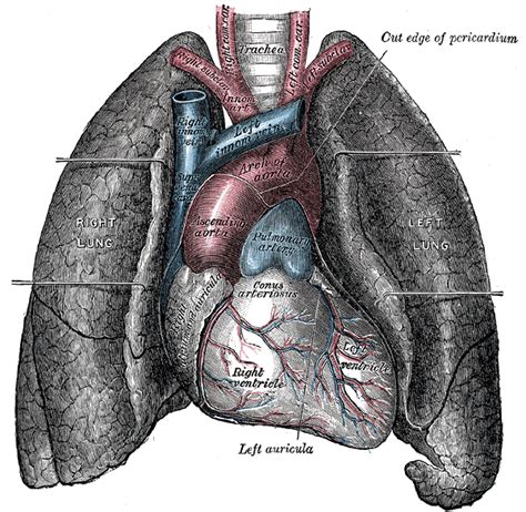 In the lungs, carbon dioxide is removed from the blood and sent out of the body. 10 Weird Facts About The Human Body - OdditiesBizarre.com