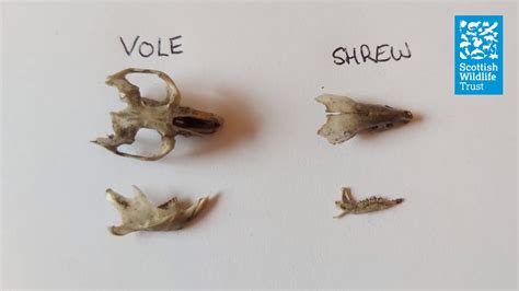 How To Dissect An Owl Pellet Youtube
