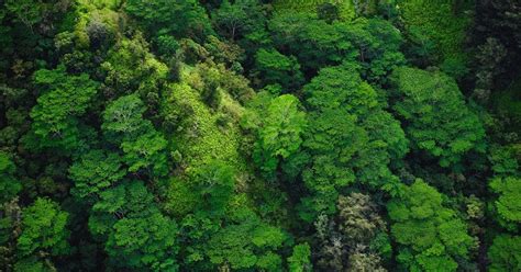 14 Reasons Why Forests Are Important Forestification